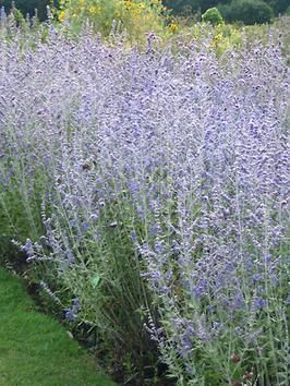 Sage Landscaping, Oxford House, Low Maintenance Landscaping Front Yard, Rain Gardens, Russian Sage, Drought Tolerant Perennials, Sage Plant, Deer Resistant Plants, Hardscape Design