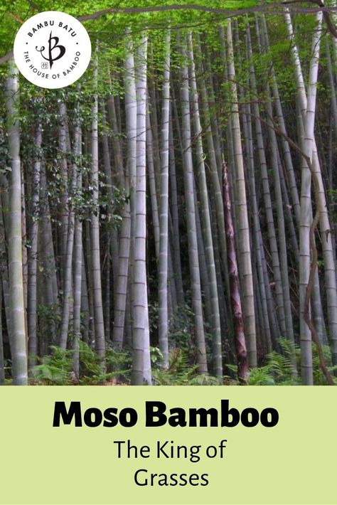 Moso Bamboo: The King of Grasses | Bambu Batu Earth Giant, Palm Tree Types, Tree Types, Giant Bamboo, Bamboo Species, Growing Bamboo, Bamboo Decor, Bamboo Plant, Moso Bamboo