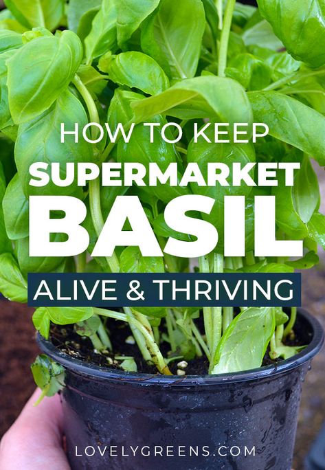 Planting Basil In Pots, How To Care For Basil Plant Indoors, How To Grow Basil In A Pot, How To Grow Basil Indoors, Growing Basil Outdoors, Grow Basil Indoors, Basil Plant Indoors, Basil Growing, Growing Basil Indoors