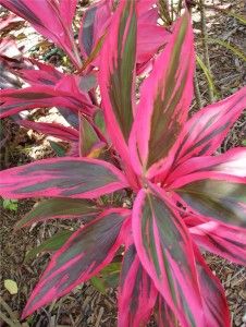 Hawaiian Ti Plant, Ti Plant, Tropical Backyard, Pink Plant, Plant Diseases, Colorful Plants, Antique Store, Ornamental Plants, Tropical Landscaping