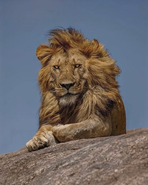 León, Leones, Lion, Big cat, Animal, Naturaleza Scary Lion, Animal Poses, Animal Studies, Lion Photography, Lions Photos, Scary Animals, Wild Animals Pictures, Lion King Art, Lion Images