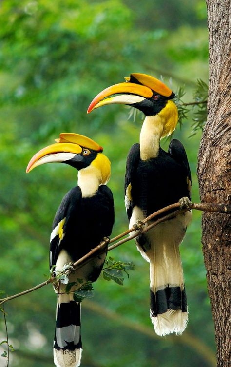 Name: Great Hornbill (Buceros bicornis); Range: Indomalayan; Status: Vulnerable Great Hornbill, Fabric Colour Painting, Birds Photography Nature, Pigeon Breeds, Bike Drawing, Disney Paintings, Black And White Birds, Wild Animals Pictures, Contemporary Art Painting