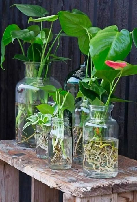 Indoor Plant Room, Plant Ideas Indoor, Indoor Plant Hacks, Water Plants Indoor, Hyacinth Plant, Plants Grown In Water, Tanaman Air, Indoor Planting, Plant In Glass