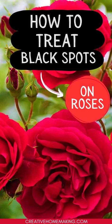 How to treat black spots on rose leaves. Expert tips and tricks! Roses Garden Care, Daphne Plant, Black Spot On Roses, Curb Appeal Landscape, Plant Bugs, Garden Remedies, Plant Care Houseplant, Rose Care, Diy Sprays