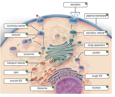 THE QUESTION IS: Correctly label the following image to describe the endomembrane system. Endomembrane System, Biology Diagrams, Biology College, Science Diagrams, Cells Worksheet, Cell Organelles, Study Biology, Biology Facts, Basic Anatomy And Physiology