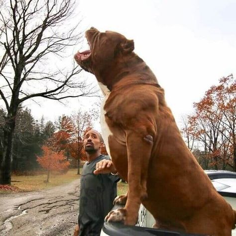 Is This The World's Biggest Pitbull? Can you guess the name of this gargantuan pitbull? No, it's not "Yes, Sir... whatever you say, Sir," nor was he named Butkus like Sylvester Stallone's bull mastiff. Instead, his name is Hulk, and he eats puny humans like you for breakfast. Hulk The Dog, Big Pitbull, Pitbull Dog Breed, Pitbull Art, Bully Breeds Dogs, Bully Breed, Crazy Animals, Big Dog Breeds, Scary Dogs