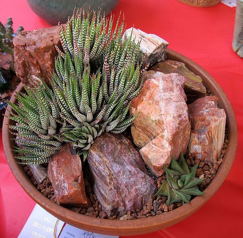 Haworthia dish garden with petrified wood Garden Ideas South Africa, Mini Cactus Garden, Rockery Garden, Succulent Garden Landscape, Succulent Bowls, Rock Plants, Succulent Garden Design, Vertical Garden Diy, Succulent Garden Diy