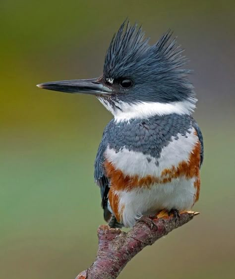 Belted Kingfisher (Megaceryle Alcyon) Belted Kingfisher, African Pygmy Kingfisher, Kingfisher Tattoo, Kingfisher Painting, Bird Painting Acrylic, Kingfisher Bird, Bird Carving, Incredible Creatures, Animal Behavior