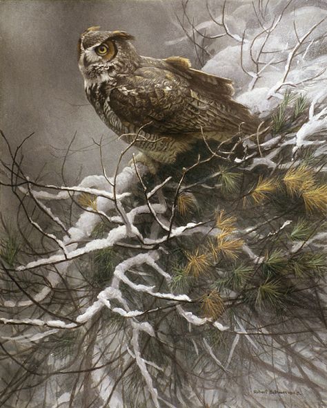 Winter Pine - Great Horned Owl by Robert Bateman Robert Bateman, Great Horned Owl, Wildlife Paintings, Wildlife Artists, Owl Painting, Mountain Art, Owl Art, Winter Art, Wildlife Art