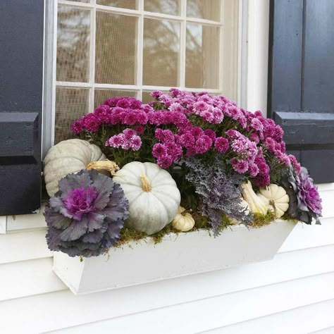 Give your fall window boxes a sophisticated burst of color with seasonal greenery, gourds and color mums in similar hues. Multi-colored cabbages with dark leaves and pink centers are a great complement to the mums in this window box that is overflowing with its fall bounty. Fall Flower Boxes, Fall Window Boxes, Fall Windows, Fall Container Gardens, Fall Mums, Fall Containers, Window Box Flowers, Fall Planters, Fall Front Door