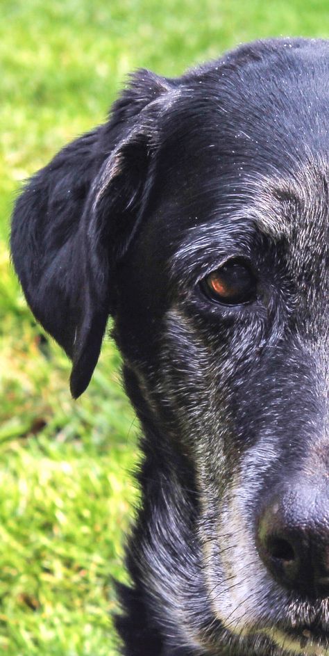 Old dogs are great Old Dog Photoshoot, K9 Veterans Day, Dog Photography Poses, Adopt Dog, Dog Photoshoot, Old Dog, Military Dogs, Black Labs, Senior Dogs