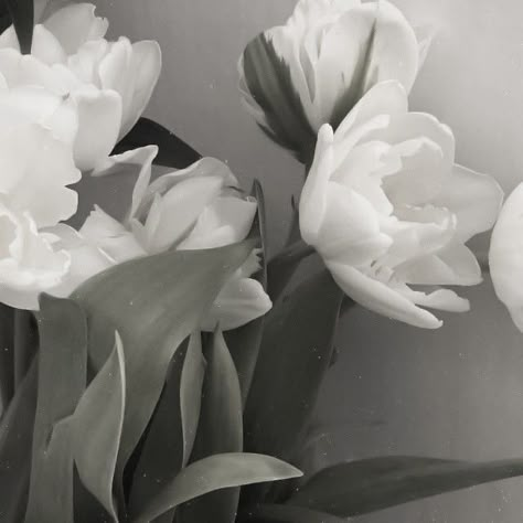 Cybercore Aesthetic, Bow Wallpaper, Nothing But Flowers, Creative Profile Picture, Dark Pictures, Gray Aesthetic, Iphone Wallpaper Themes, Grey Flowers, Flower Therapy