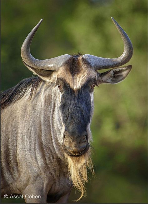 Wildebeest, also called gnu, are antelopes native to Eastern and Southern Africa. There are two species: the black wildebeest or white-tailed gnu (Connochaetes gnou), and the blue wildebeest or brindled gnu (Connochaetes taurinus). African Animals Photography, Blue Wildebeest, African Antelope, Africa Wildlife, Africa Safari, African Wildlife, Southern Africa, African Animals, Animals Of The World