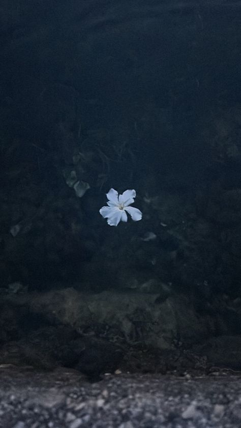 White flower Small White Flowers Aesthetic, Withering Flower, Scary Flowers, White Petals, Small White Flowers, White Flower, White Flowers, Flowers, Pins