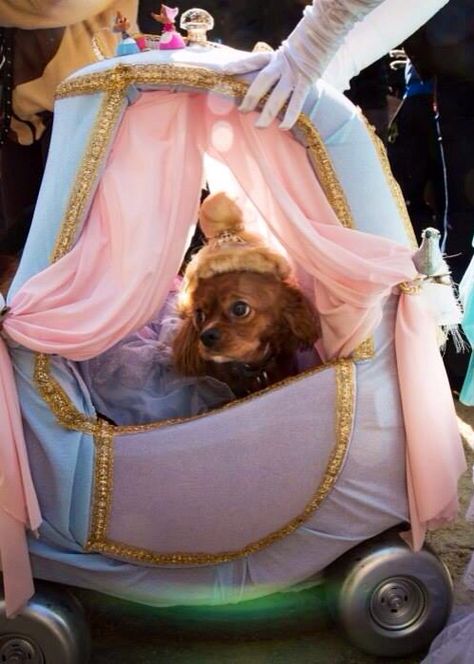 Dog in princess carriage Disney Dog Costume, Dog Parade, King Charles Dog, Puppy Dress, Halloween Parade, Princess Dog, Dog Stroller, Disney Dogs, Halloween Dog