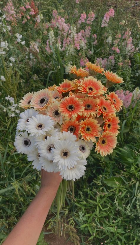 Gerbra daisies 🌸 Maddi Aesthetic, Bouquet Wedding Daisy, Daisy Flower Bouquet Aesthetic, Daisy Bouquet Wedding Wildflowers, Big Daisy Bouquet, African Daisy Bouquet, Daisies Aesthetic Bouquet, Gerber Daisy Bouquet, Pom Daisy