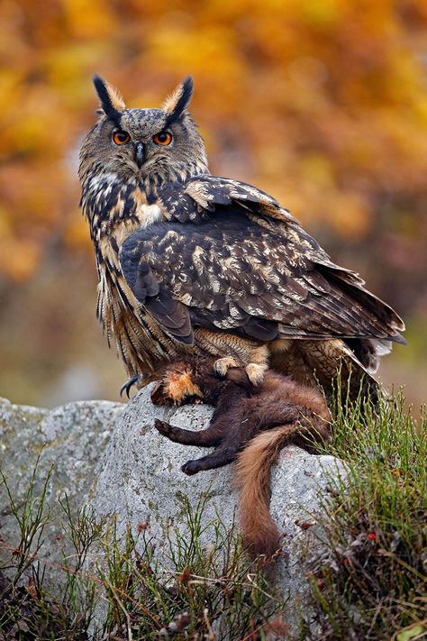 The six types of owl you’ll find in Britain Owl Facts, Beautiful Owls, Pine Marten, Eurasian Eagle Owl, Owl Species, Long Eared Owl, Eagle Owl, Owl Photos, Owl Eyes