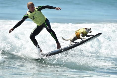 Dogs from all over the world compete in the 10th Annual Surf City Surf Dog competition. Surfing Dog, Huntington Beach California, Surf City, Vintage Surf, Service Animal, Surfs Up, Beach California, The Dogs, Huntington Beach