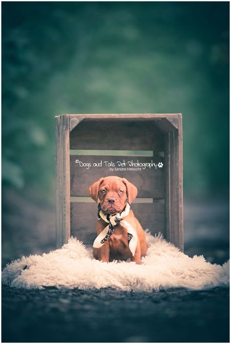 DOGS and TAILS | Hondenfotografie | Scherpenheuvel-Zichem, Belgium Cute Puppy Pictures Ideas Photo Shoot, Newborn Puppy Photoshoot Ideas, Puppy Litter Photoshoot Ideas, New Puppy Photoshoot, Puppy Picture Ideas, Puppy Photoshoot Ideas, Pet Photography Props, Pet Photography Business, Dog Photoshoot Pet Photography