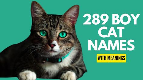 Find out the adorable cat names for boy fromout hand picked collection of 250+ Boy Cat Names. Boy Cat Names Unique, Cat Names Boy, Names For Male Cats, Boy Cat Names, Girl Cat Names, Funny Cat Names, Hawaiian Names, German Names, Names Boy