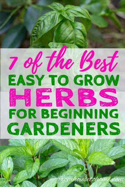 Start your garden off right by planting these easy to grow herbs that don't require much work and will add lots of flavor to your summer meals. Herb Garden For Beginners, Easy To Grow Herbs, Flowers Full Sun, Herb Garden Outdoor, Herbs For Beginners, Garden Fruit Trees, Gardening Layout, Easy Herbs To Grow, Cooking With Fresh Herbs