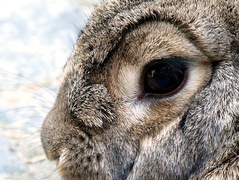 Rabbit Eyes Drawing, Bunny Close Up, Animal Eye Close Up, Animal Eyes In The Dark, Bunny Yawning, Cute Bunny Pictures, Bunny Pictures, Eye Art, Cute Bunny