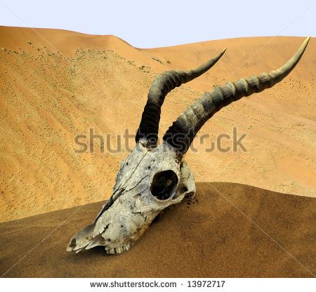 Desert Skull, Desert Biome, Namibia Africa, Animal Skull, Animal Skulls, Mink Pink, Western Art, Landscape Painting, Landscape Paintings