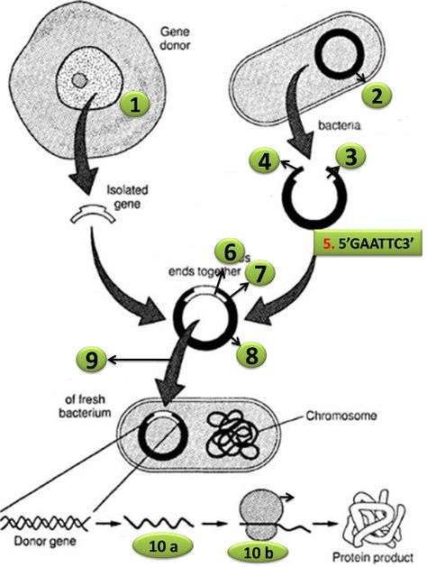 Try this Diagram Quiz on Steps in recombinant DNA or rDNA technology | Biology Multiple Choice Quizzes Recombinant Dna Technology, Dna Activities, Microbiology Study, Dna Facts, Recombinant Dna, Biology Diagrams, Dna Project, Dna Technology, Biology Worksheet