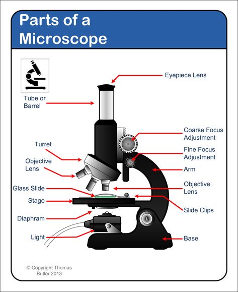 Microscope - diagram    Tom Butler Simple Microscope Diagram, Microscope Drawing With Label, Microscope Drawing, Multi Step Equations Worksheets, Microscope Parts, Microbiology Lab, Science Printables, Biology Classroom, Medical Laboratory Science