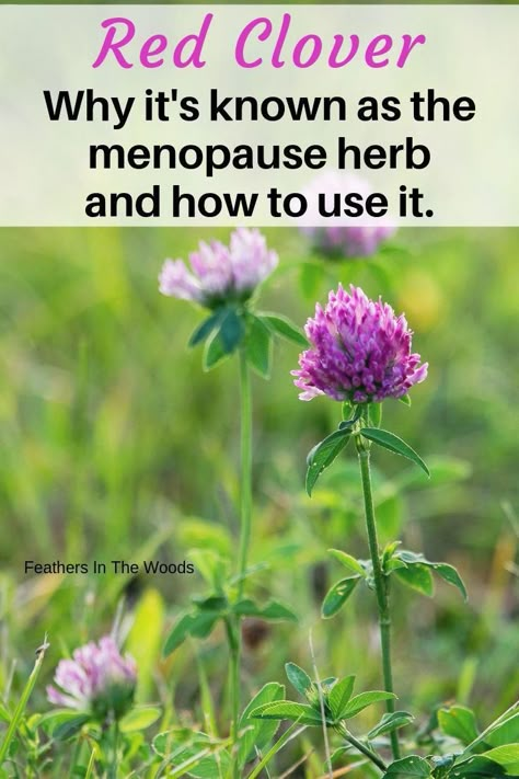 If you're not using red clover for menopause and other health concerns you need to start! How to forage, harvest and use red clover in natural healthcare. #naturalremedies #herbs #naturalhealth #homesteading #foraging Healthcare Routine, Medicinal Herbs Garden, Medical Herbs, Red Clover, Herbs Garden, Herbal Tinctures, Healing Plants, Natural Healing Remedies, Healing Remedies