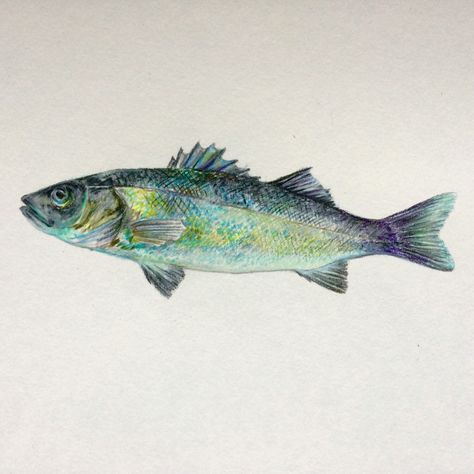 Seabass in colored pencils made by Sofia Sparla Realistic Fish Drawing Colored Pencils, Fish Color Pencil Drawing, Drawn Fish, Sea Life Art, Art Fish, Graphic Projects, Fish Drawings, Colored Pencil Drawing, Sea Art