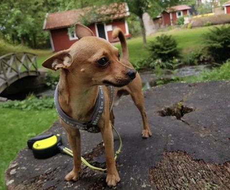 Min Pin Chihuahua Mix Dogs, Min Pin Chihuahua, Chihuahua Mix Dogs, Crazy Chihuahua, Smallest Dog, Brown Chihuahua, Silky Terrier, Hybrid Dogs, Min Pin