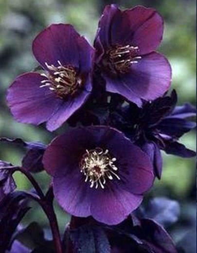 Black Hellebore, Lady Aphrodite, Goth Garden, Lenten Rose, Garden Inspo, Gladioli, Purple Garden, Have Inspiration, Christmas Rose