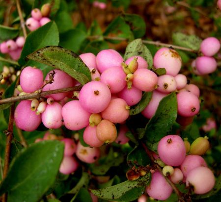 Symphoricarpos x doorenbosii 'Amethyst' - full shade tolerant Coral Berry, Winterberry Holly, Shade Gardens, Gum Paste Flowers, Holly Berries, Garden Stakes, Marker Art, Shade Garden, Cut Flowers