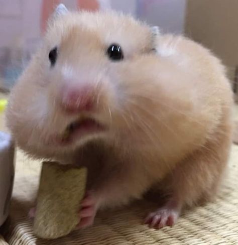 Hamster Pics, Mid Night, Funny Rats, Hamster Eating, Funny Hamsters, A Hamster, Telegram Stickers, Pets 3, Cute Hamsters