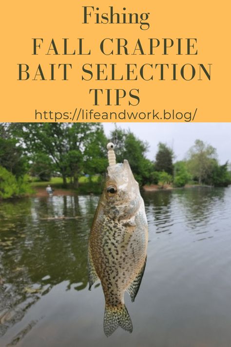 Fishing - Fall Crappie Bait Selection Tips Diy Crappie Beds, Crappie Painting, Crappie Bait, Zig Rig Carp Fishing, How To Catch Crappie, Fall Bass Fishing Tips, Crappie Fishing Tips, Fall Fishing, Fish Finder