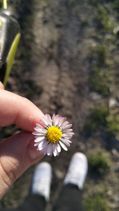 #walk #sun #spring #daisy #margherita #earth #shoes #aesthetic #vibes Margherita Core, Spring Daisy, Shoes Aesthetic, Earth Shoes, Aesthetic Vibes, Daisy, Sun, Anime, Quick Saves