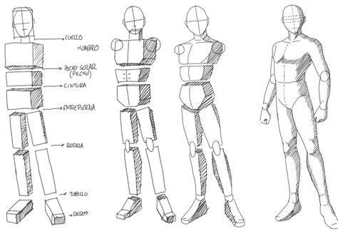 Arm Proportions Drawing, Basic Body Structure Drawing, Drawing Proportions Body Anatomy, Human Body Construction Drawing, Manga Concept Art, Basic Body Structure Sketch, Human Body Shape, Art Structure, Geometric Shapes Drawing