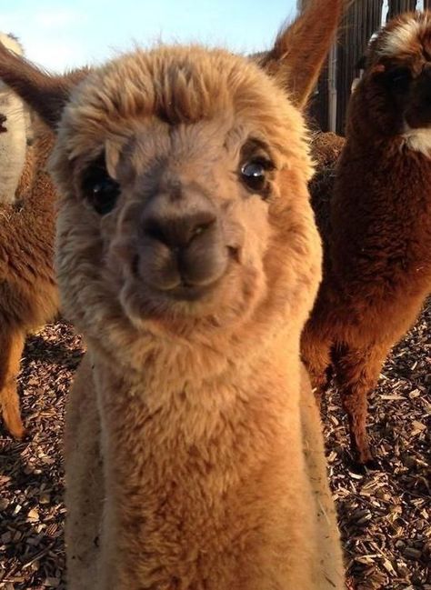 Animals Proudly Showing Their Contagious Smiles (Photos) - I Can Has Cheezburger? Baby Farm Animals, Cute Alpaca, Baby Animals Pictures, Super Cute Animals, Pretty Animals, Baby Animals Funny, Fluffy Animals, Cute Wild Animals, Cute Animal Photos