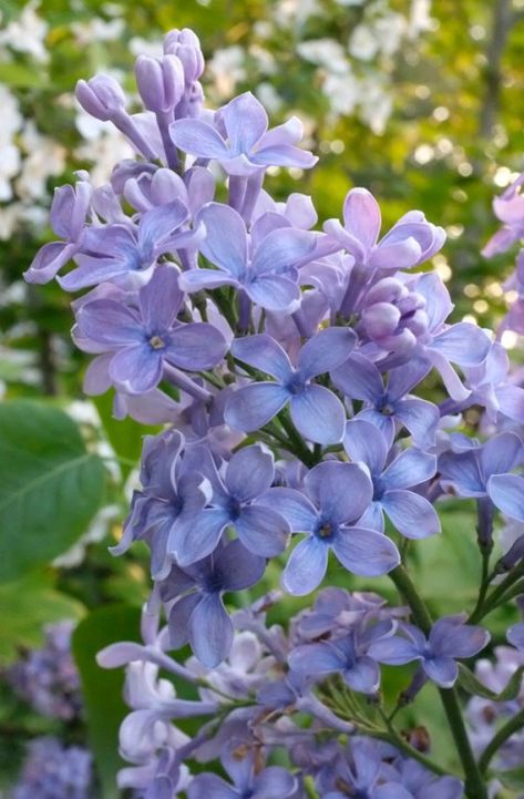 Pagoda Dogwood, Fav Flower, Flower Dictionary, Hibiscus Syriacus, Lilac Bush, Kim Smith, Lilac Bouquet, John Clayton, Syringa Vulgaris