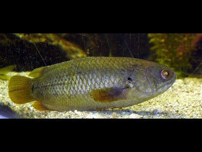 Climbing Perch Asian Fish, Water Creatures, Photo 1, Fish Pet, Climbing, Fresh Water, Fish, Water, Animals