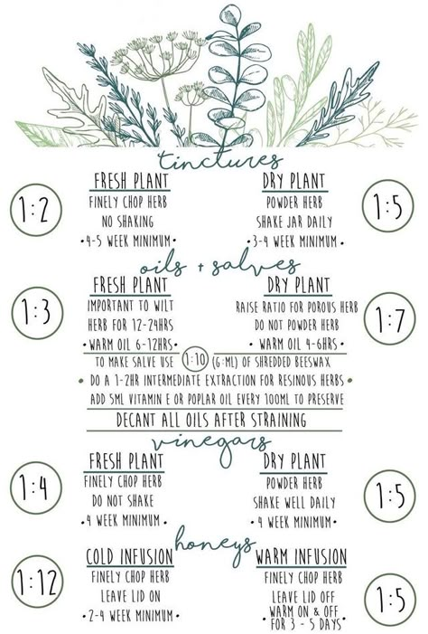 i made this printable cheat sheet for making tinctures, oils, vinegars & honeys when i was in herbalism school! i hope it can be of some use to any of you too! :): herbalism Holistic Tinctures, Tincture Recipes For Beginners, How To Make Tinctures, Making Tinctures, Homemade Tinctures, Herbs For Health Medicine, Herbology Notes, Herbalism Recipes, Herbalism Notes