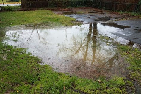 Overgrown Yard Clean Up, Standing Water In Yard Solutions, Water Drainage Ideas, Yard Drainage Solutions, Yard Grading, Yard Drainage System, Diy Lawn Care, Yard Drain, Surface Drainage