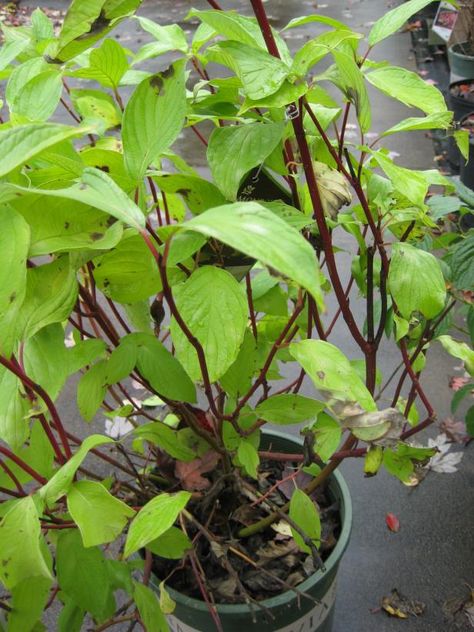 Dogwood Shrub, Red Dogwood, Red Twig Dogwood, Twig Dogwood, Tree Study, Big Backyard, Backyard Bar, Front Landscaping, Flowering Shrubs