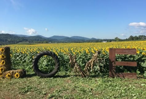 30 Events to Check Out for September 2018 in Virginia's Blue Ridge | Pictured: Sunflower Festival at Beaver Dam Farm in Botetourt County Sunflower Maze, Farm Fest, Sunflower Ideas, Sunflower Festival, Pumpkin Festival, Calendar Of Events, Future Farms, Beaver Dam, Virginia Is For Lovers