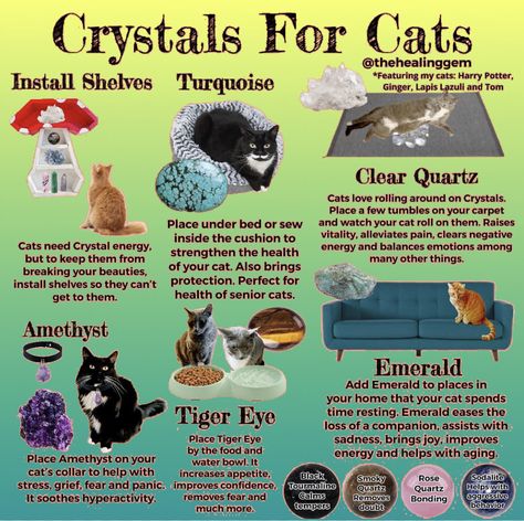 Cat Roll, Cat Spirit, Animal Reiki, Witch Spell Book, Senior Cat, Cat Parenting, Cat Facts, Cat Room, Cat Health