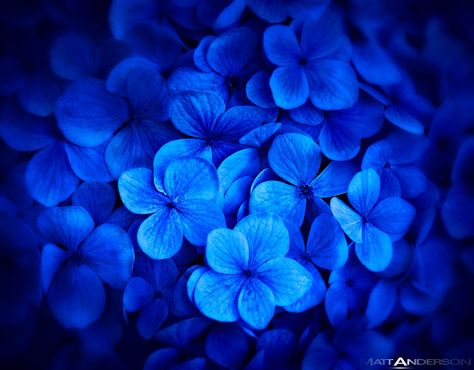 Maui Kula Blue's Navy Fiony, Dark Blue Aesthetic, Dark Blue Flowers, Blue Aesthetic Dark, Everything Is Blue, Everything Blue, Light Blue Aesthetic, Blue Things, Color Test