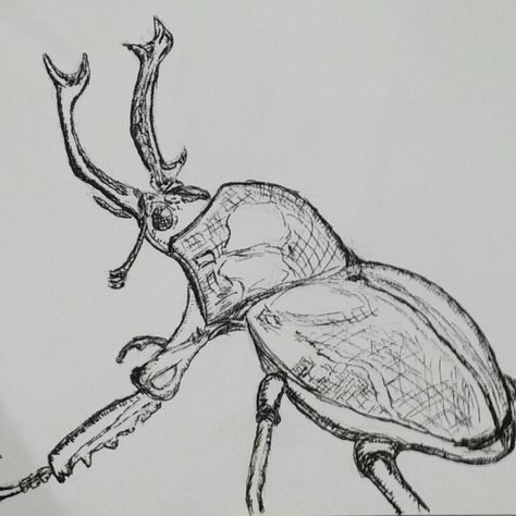 Beetle drawing Beatle Insect Sketch, Horned Beetle Drawing, Weevil Drawing, Stag Beetle Drawing, Beetle Drawings, Drawing Beetle, Beetle Sketch, Bug Doodles, Beatles Drawing