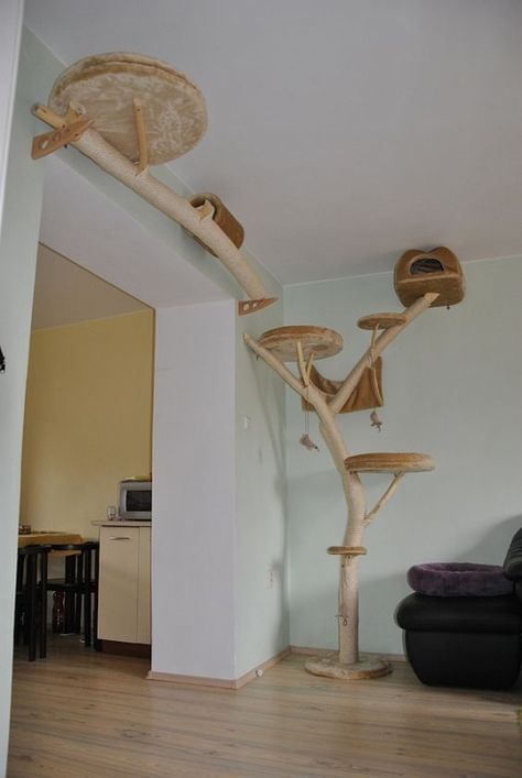 Katt Diy, Cat Climbing Wall, Cat Furniture Design, Katt Grejer, Chat Diy, Kat Diy, Cat Patio, Cat Wall Shelves, Cat Tree House