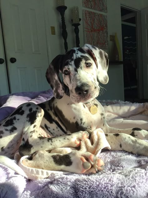 Dogs Great Dane, Spotted Great Dane, Great Dane Aesthetic, Puppy Great Dane, Great Dane Puppy Aesthetic, Baby Great Dane, Aesthetic Great Dane, Cute Great Dane, Grate Dane Puppies